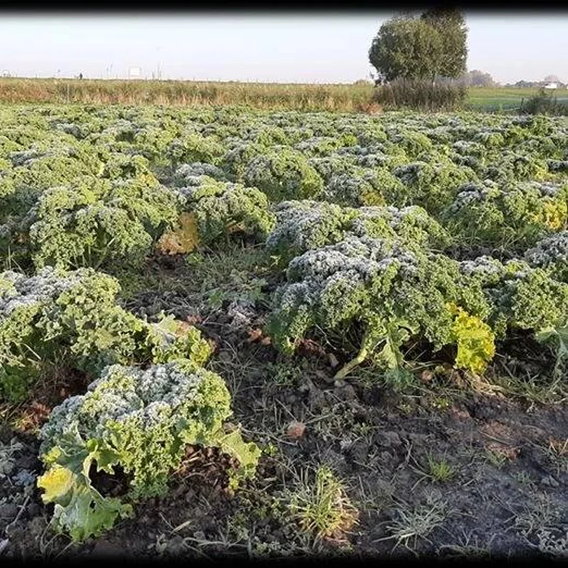 Boerenkoolwandeling stadsboeren 16 december