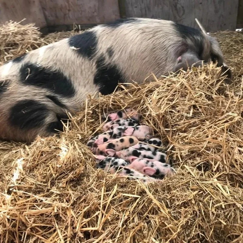 De Bonte Bentheimers van Wickevoort